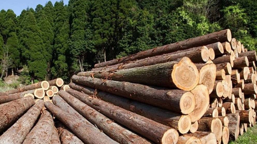 انواع چوب روسی، کاربرد و مزایای آن
